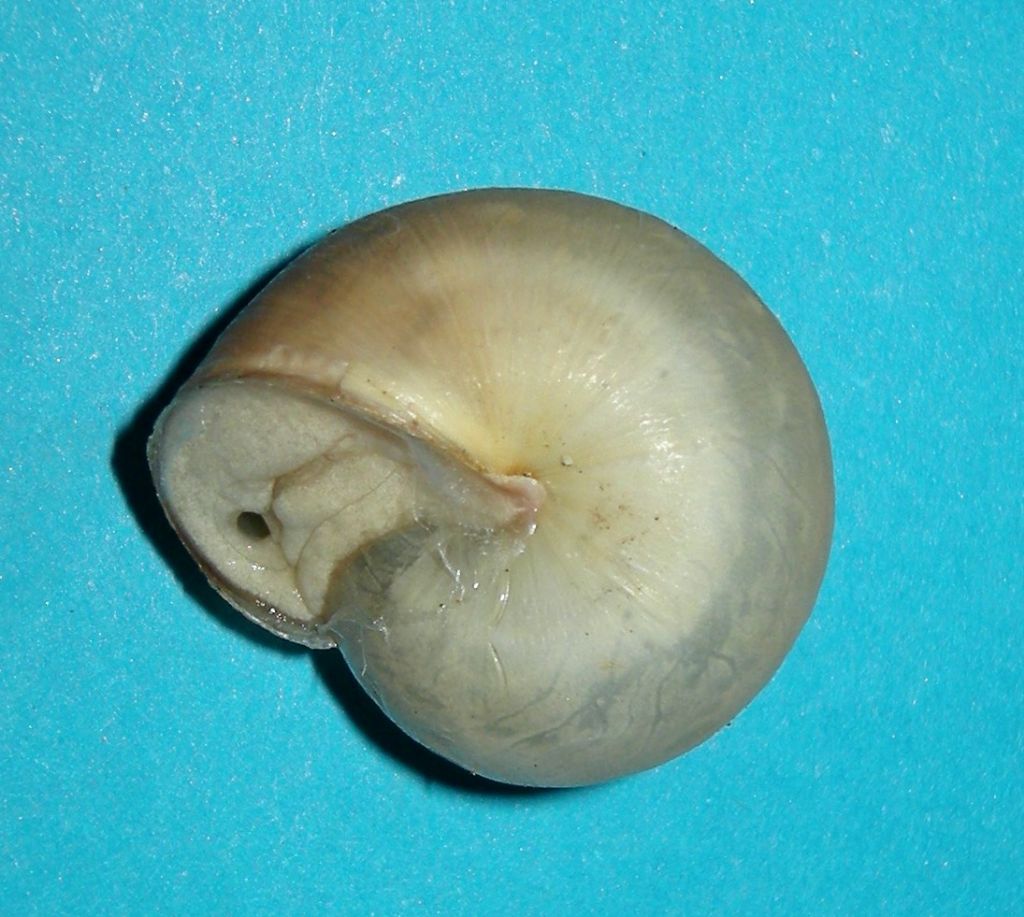 Monacha da Livorno